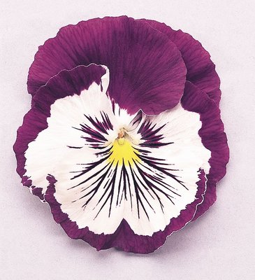 Виола виттрока (Viola wittrockiana)