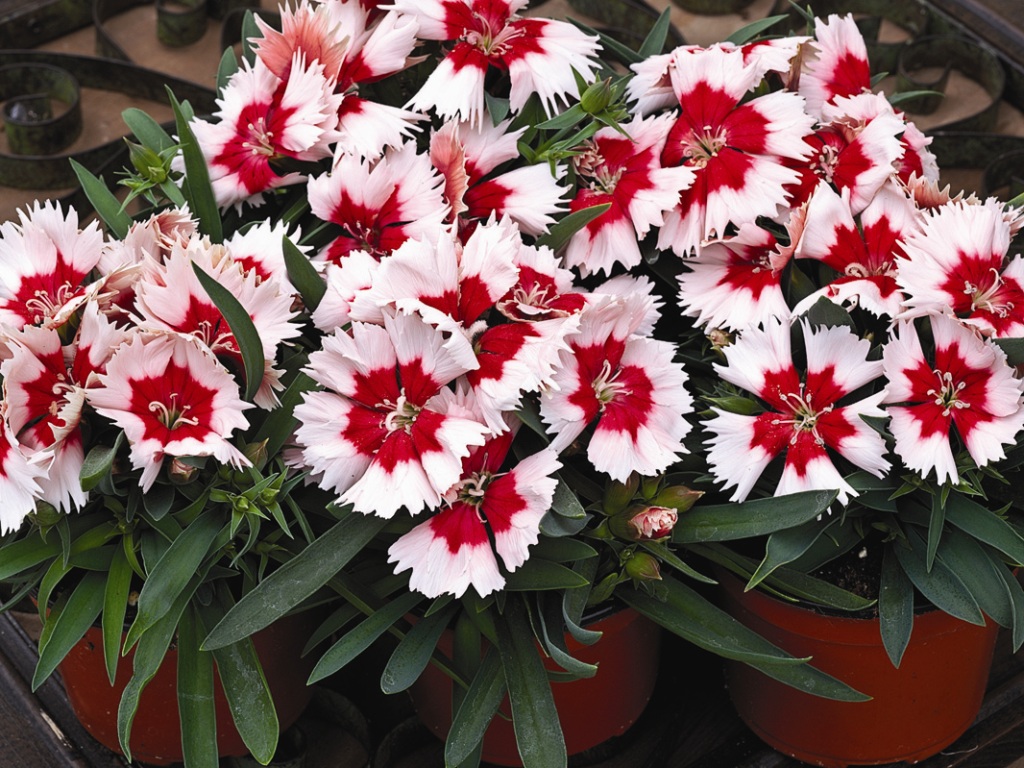 Dianthus chinensis гвоздика китайская