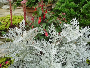 Цинерария приморская (Senecio cineraria)