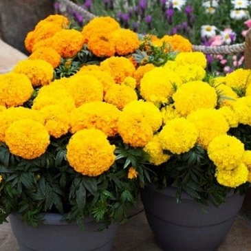 Бархатцы прямостоячие (Tagetes erecta)
