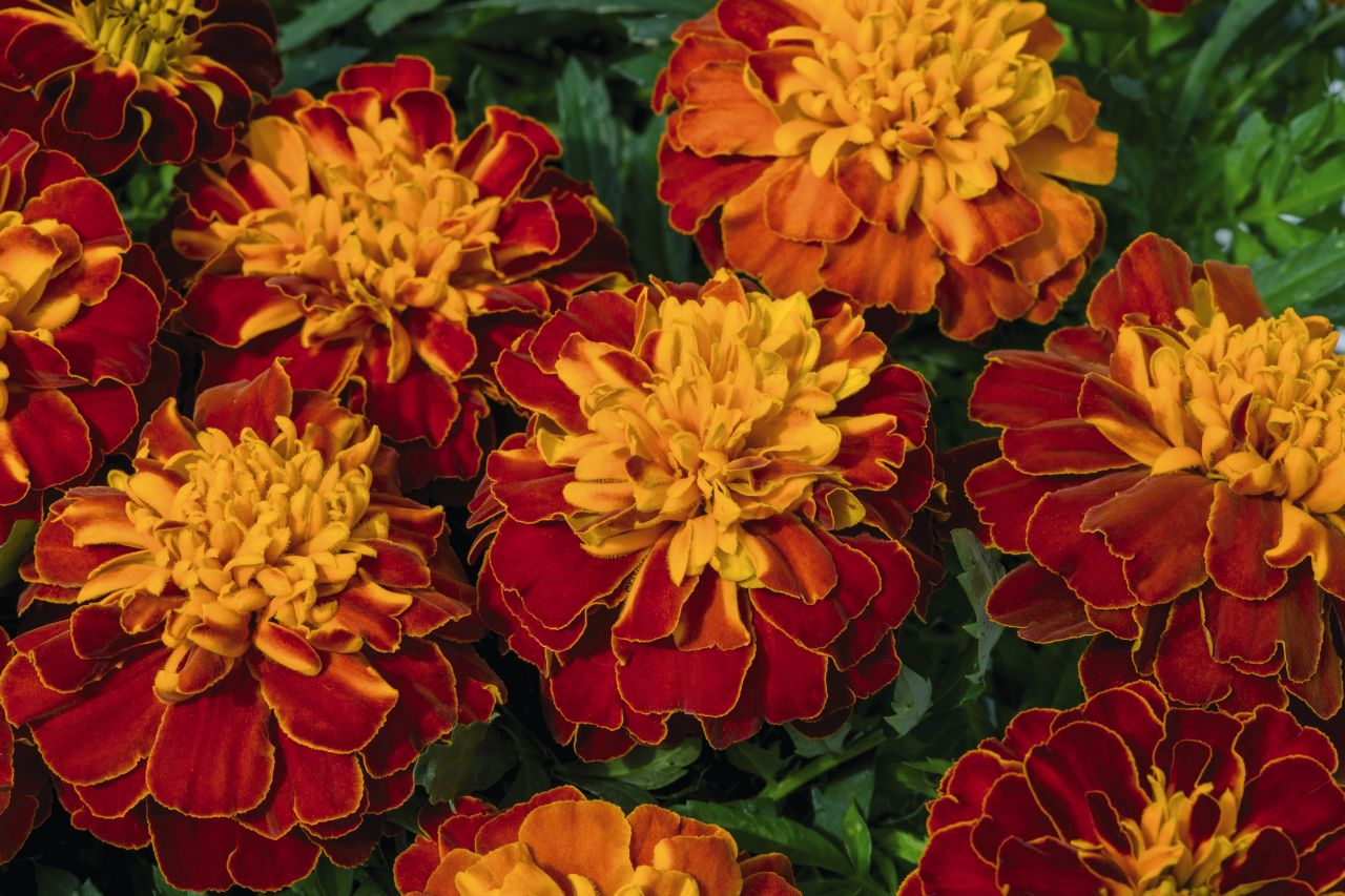 Бархатцы Tagetes patula