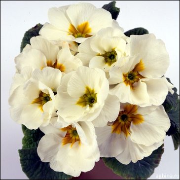 Примула бесстебельная (Primula acaulis)