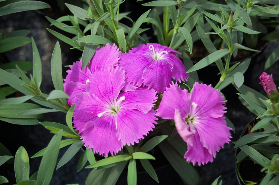 Dianthus chinensis гвоздика китайская