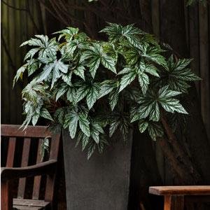 Бегония гибридная (Begonia hybrida)