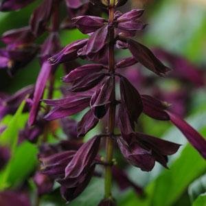 Сальвия блестящая (Salvia splendens)