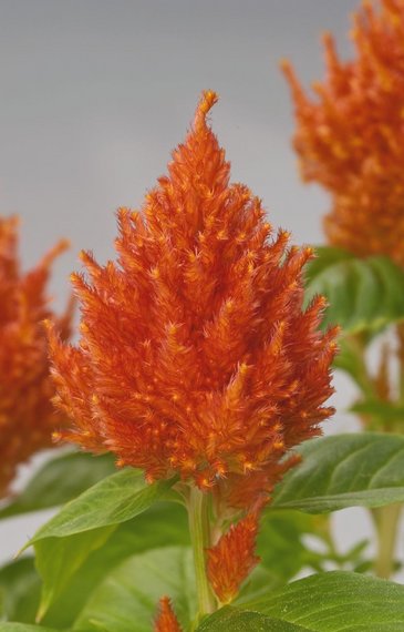 Целозия метельчатая (Celosia plumosa)