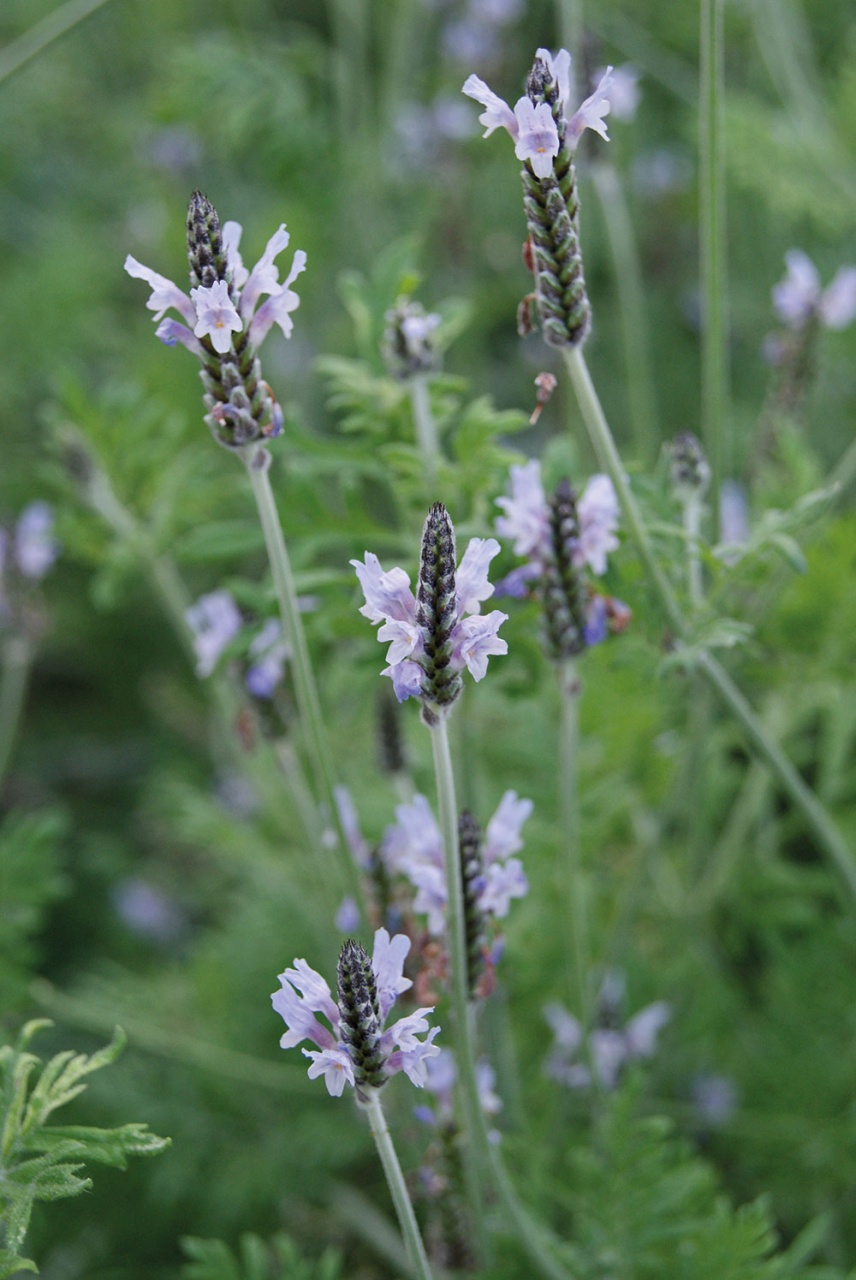 Lavandula multifida