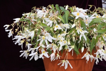 Бегония боливийская ампельная (Begonia boliviensis x hybrida)