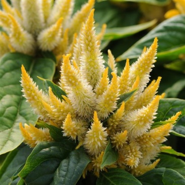 Целозия колосистая (перистая) (Celosia spicata)