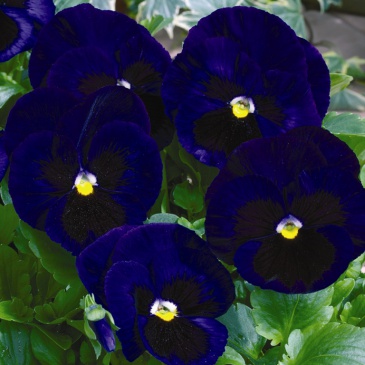 Виола Виттрока (Viola wittrockiana)