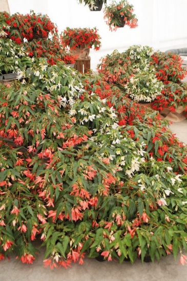 Бегония боливийская ампельная (Begonia boliviensis x hybrida)