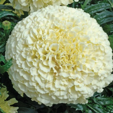 Бархатцы прямостоячие (Tagetes erecta)