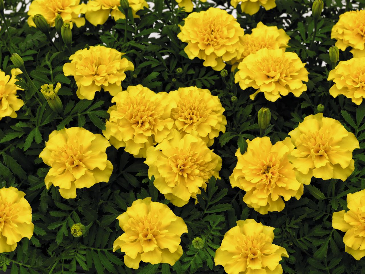 Бархатцы Tagetes patula