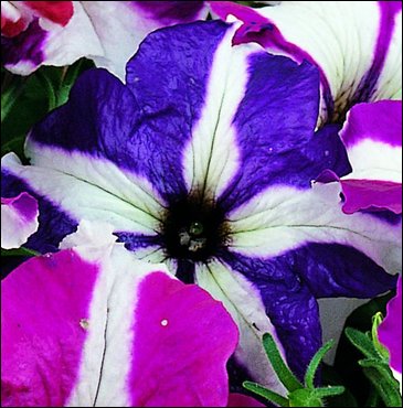 Петуния крупноцветковая (Petunia grandiflora)