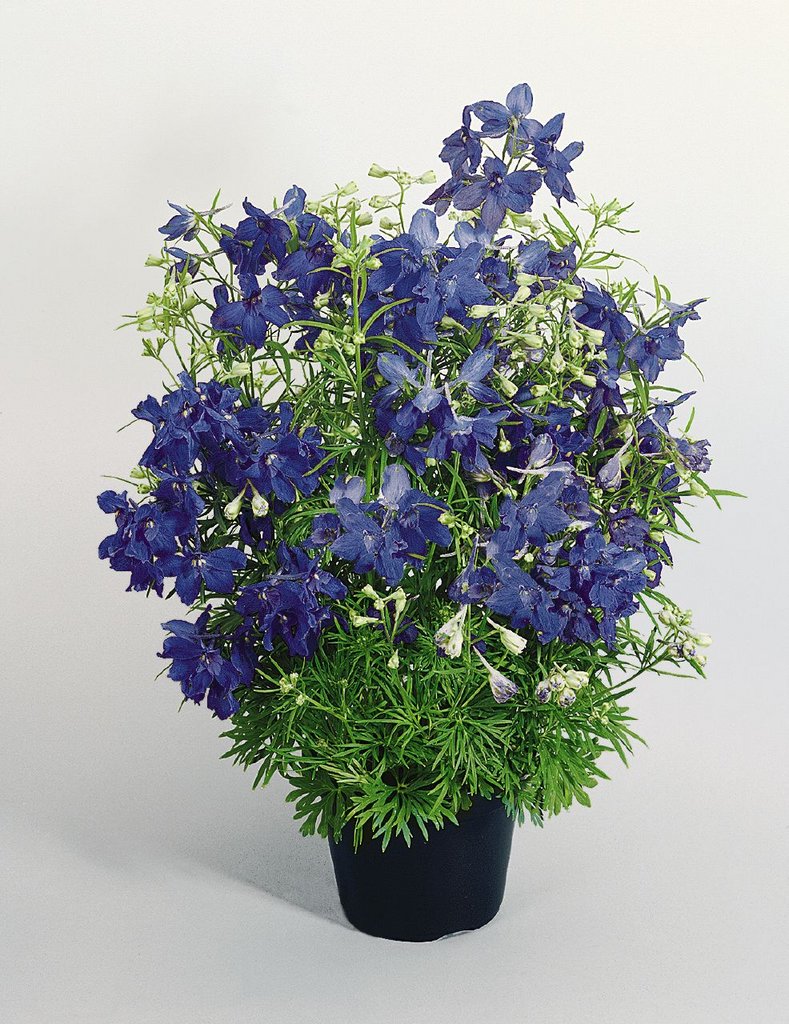 Дельфиниум крупноцветковый Delphinium grandiflorum Summer Nights