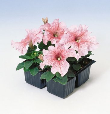Петуния крупноцветковая (Petunia grandiflora)