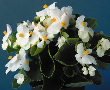 Бегония вечноцветущая (зеленая листва) (Begonia semperflorens)