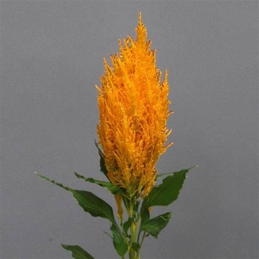 Целозия метельчатая (Celosia plumosa)