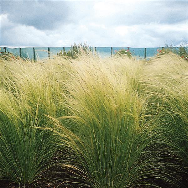 Stipa tenuissima pony tails discount