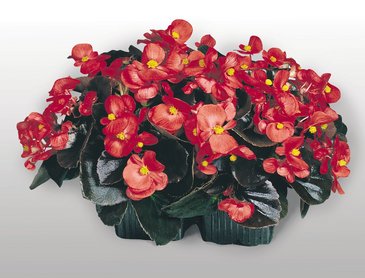 Бегония вечноцветущая (бронзовая листва) (Begonia semperflorens)
