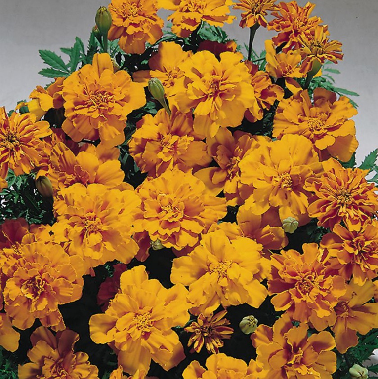 Бархатцы Tagetes patula Safari Bolero