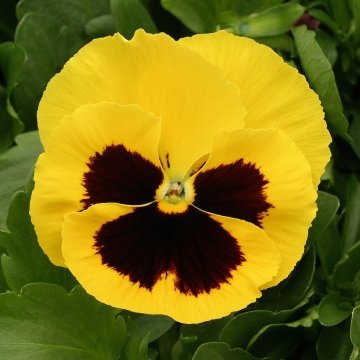 Виола виттрока (Viola x wittrockiana)
