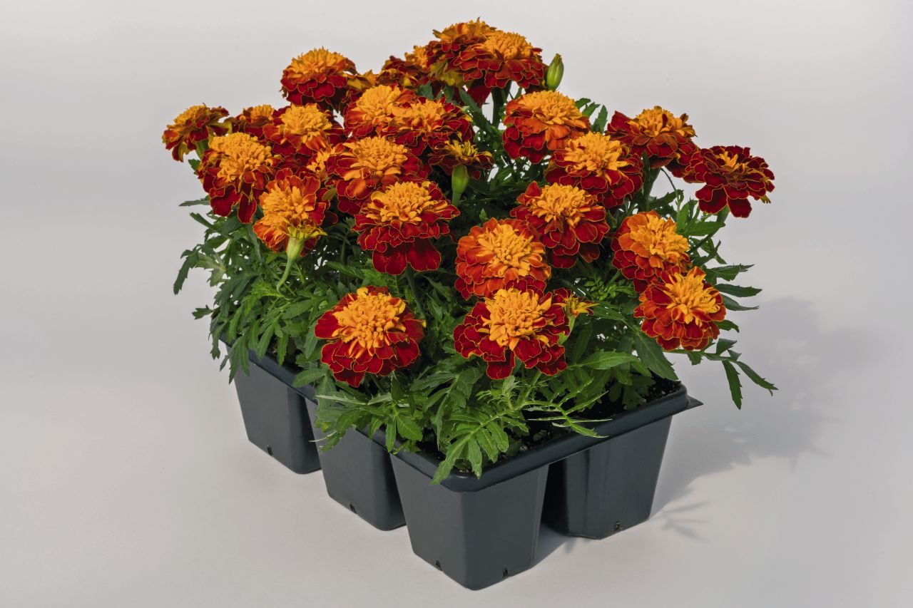 Бархатцы Tagetes patula