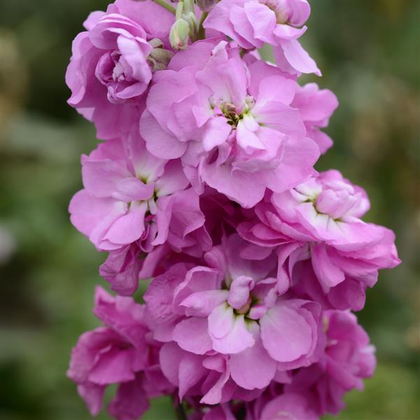 Matthiola incana discount