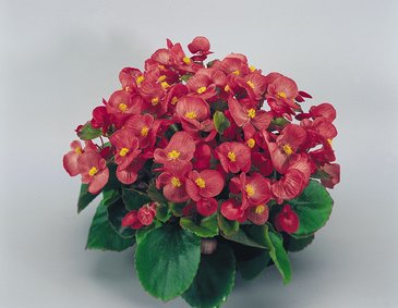 Бегония вечноцветущая (зеленая листва) (Begonia semperflorens)