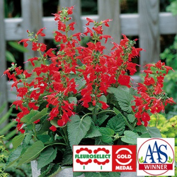Шалфей ярко-красный (Salvia coccinea)