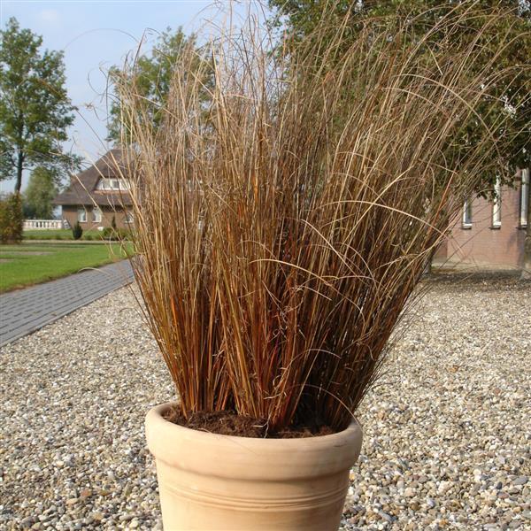 Carex buchananii