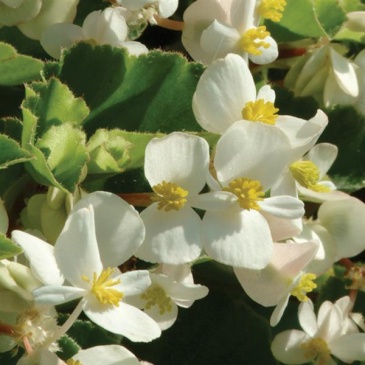 Бегония гибридная (зеленая листва) (Begonia hybrida)