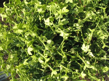 Табак крылатый (Nicotiana alata)