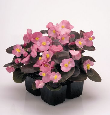 Бегония вечноцветущая (бронзовая листва) (Begonia semperflorens)