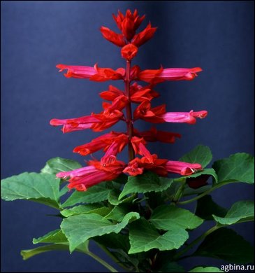 Сальвия блестящая (Salvia splendens)