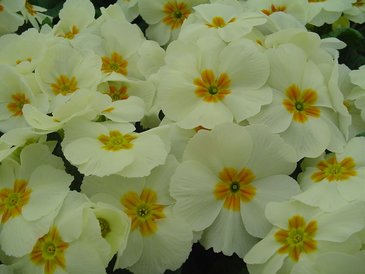 Примула бесстебельная (Primula acaulis)