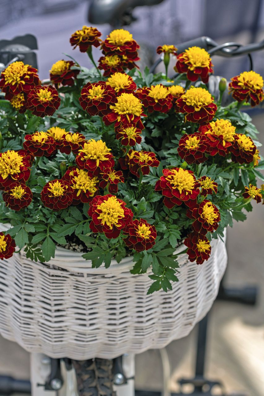 Бархатцы Tagetes patula