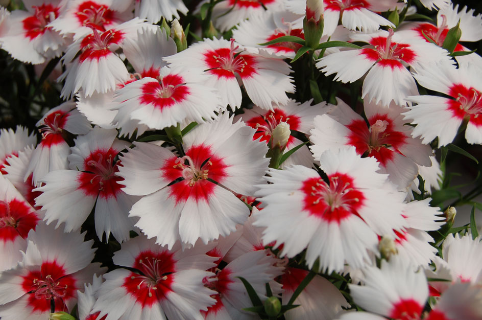 Dianthus chinensis гвоздика китайская