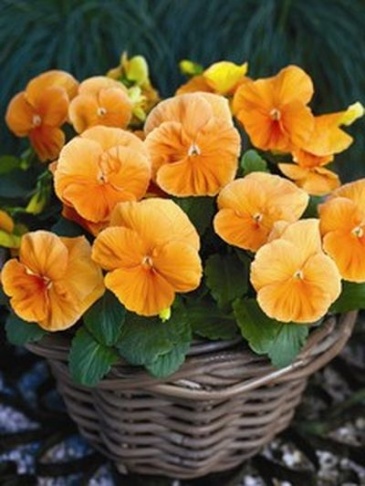 Виола Виттрока (Viola wittrockiana)