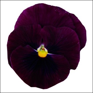 Виола Виттрока (Viola wittrockiana)