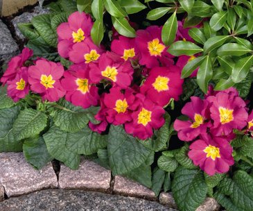 Примула высокая (Primula elatior)
