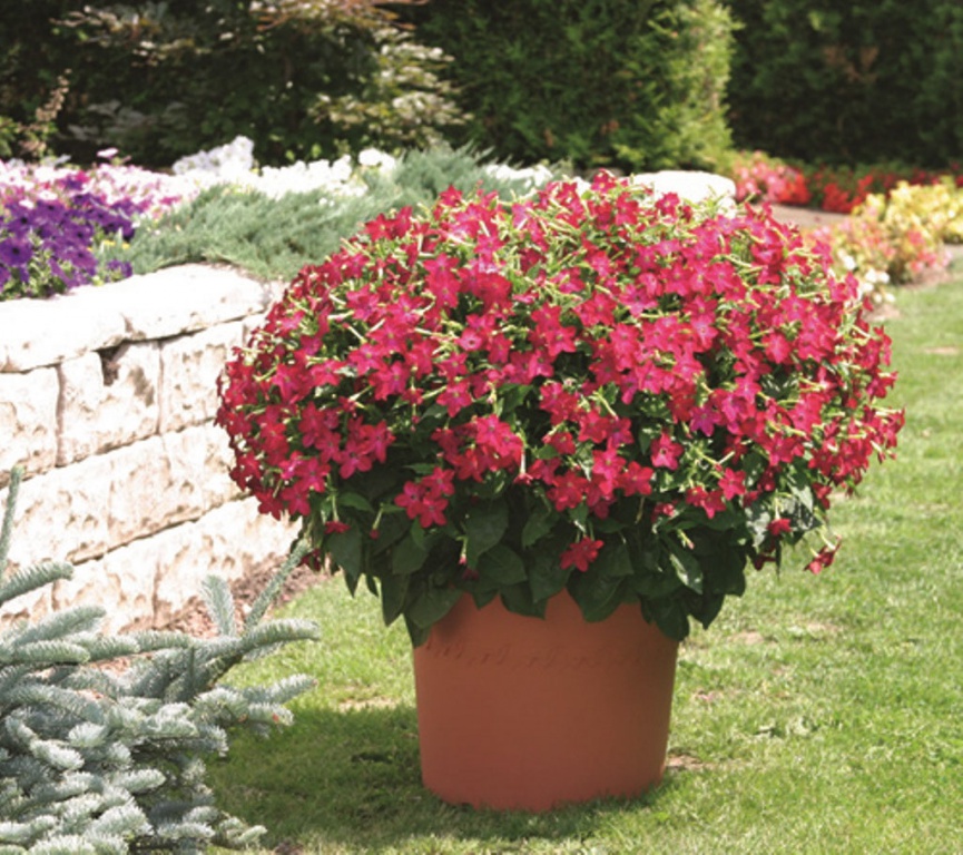 Табак крылатый (nicotiana alata).