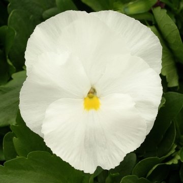 Виола виттрока (Viola x wittrockiana)