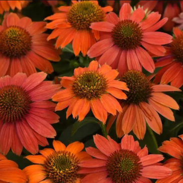 Эхинацея гибридная (Echinacea purpurea)