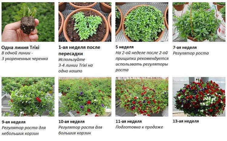 Trixi_выращивание.jpg Trixi_выращивание.jpg