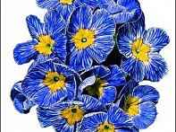 Примула бесстебельная