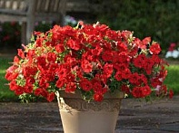 Петуния ампельная гибридная