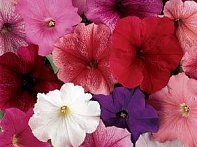 Петуния многоцветковая