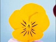 Виола рогатая