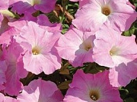 Петуния ампельная гибридная